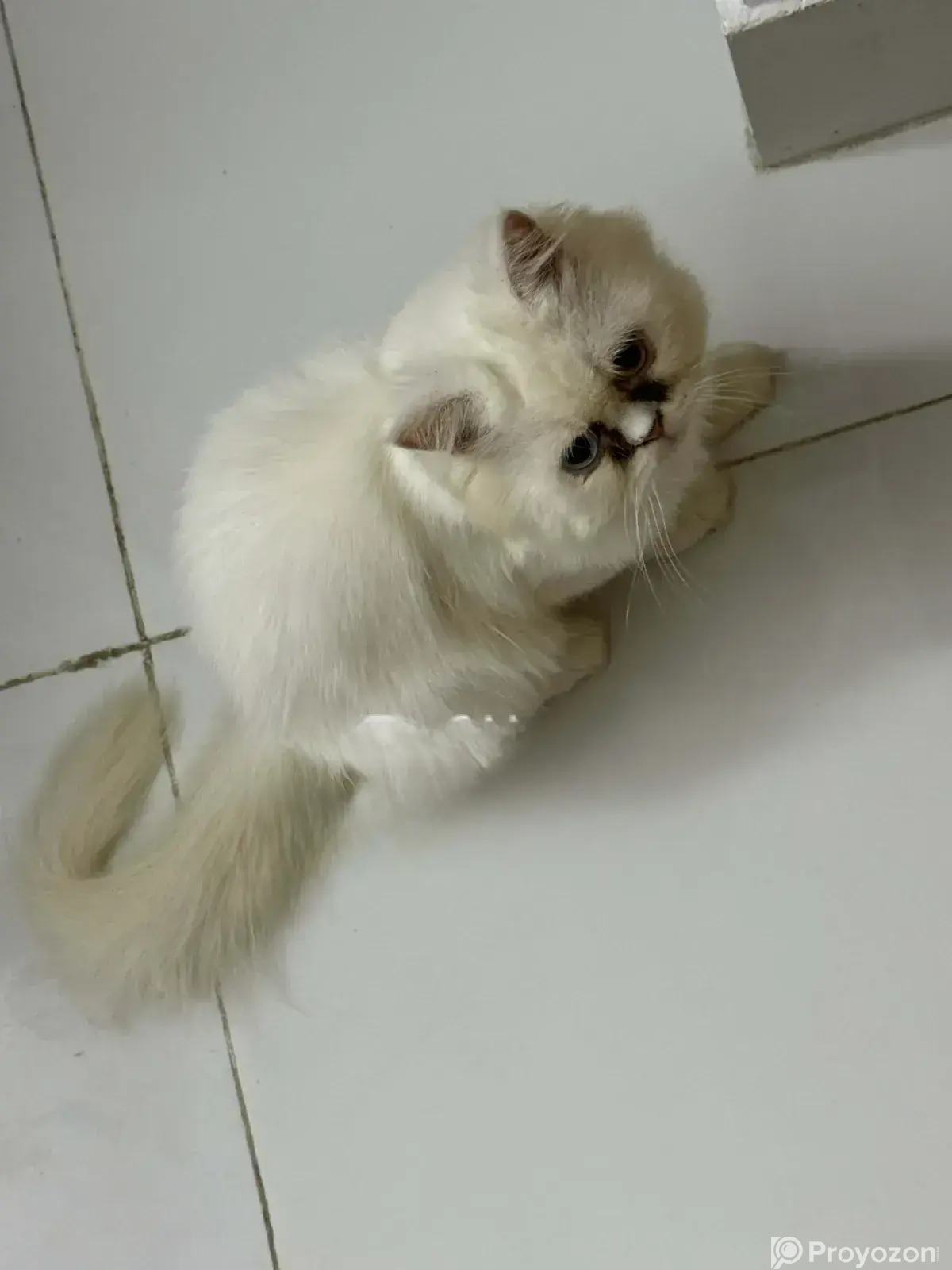 1-3 Months Female Purebred Persian