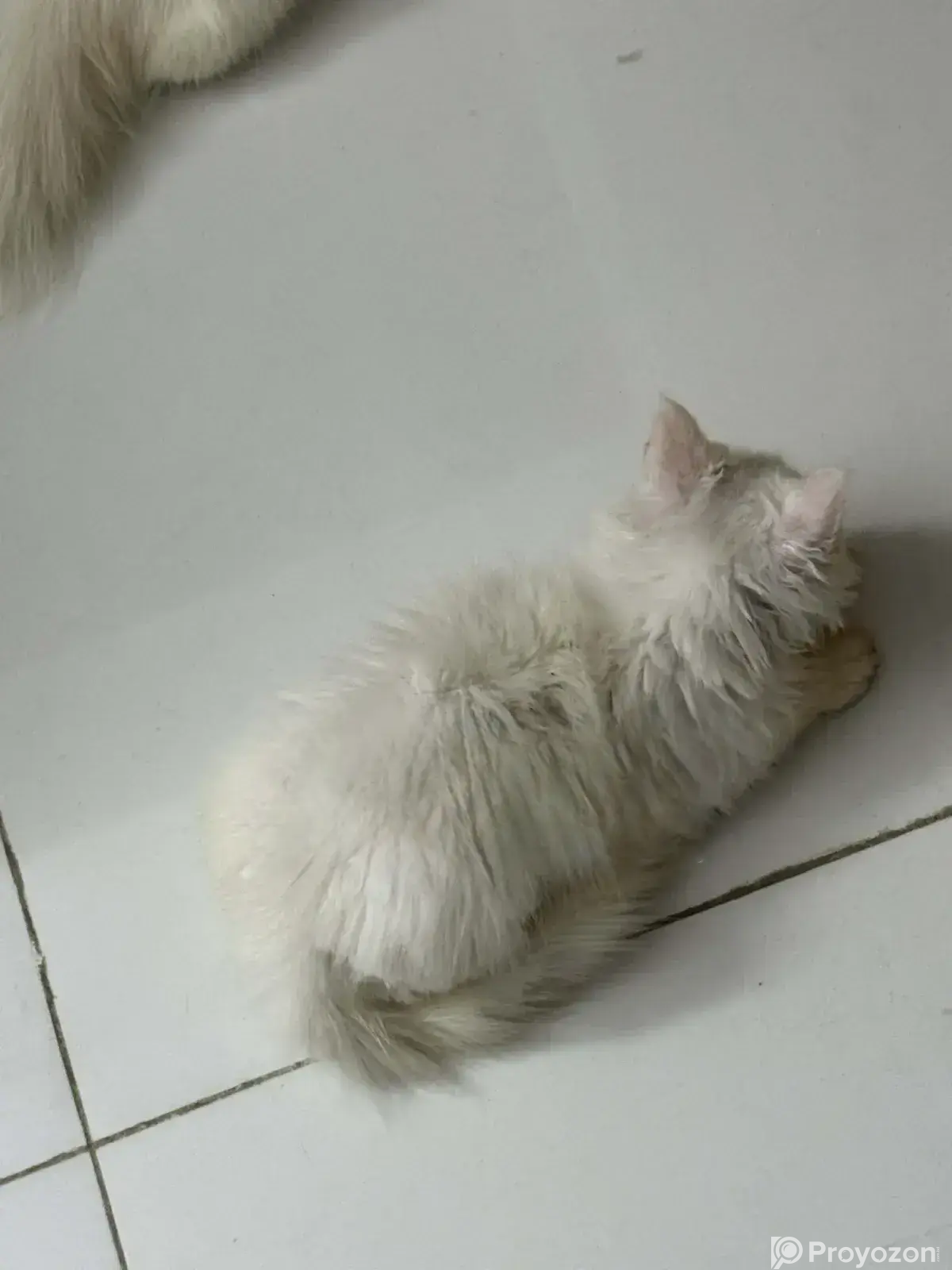 1-3 Months Female Purebred Persian