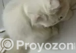 1-3 Months Female Purebred Persian