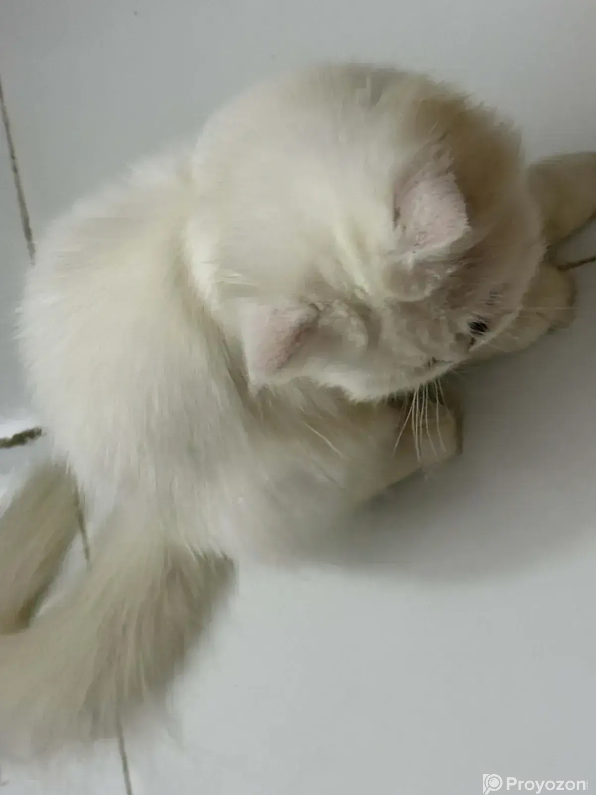 1-3 Months Female Purebred Persian