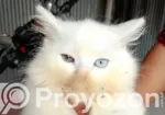 1-3 Months Male Purebred Persian