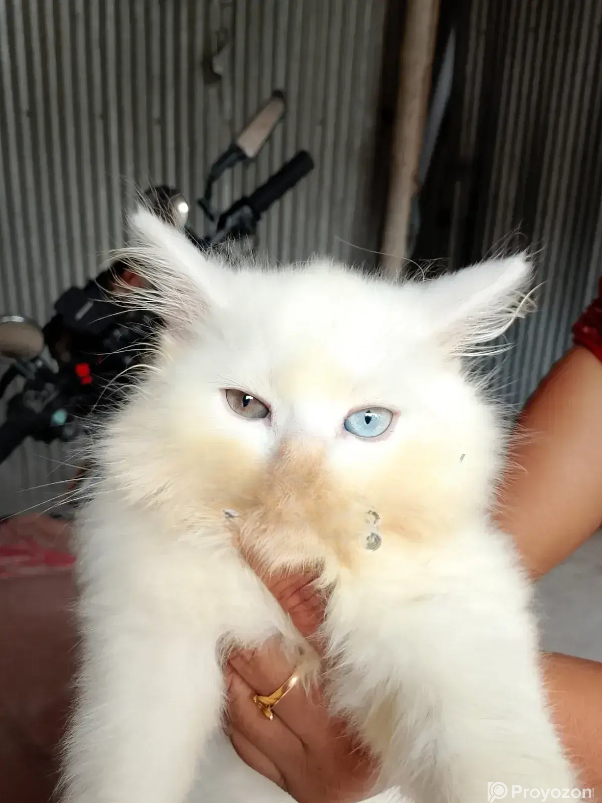 1-3 Months Male Purebred Persian