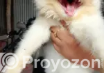 1-3 Months Male Purebred Persian