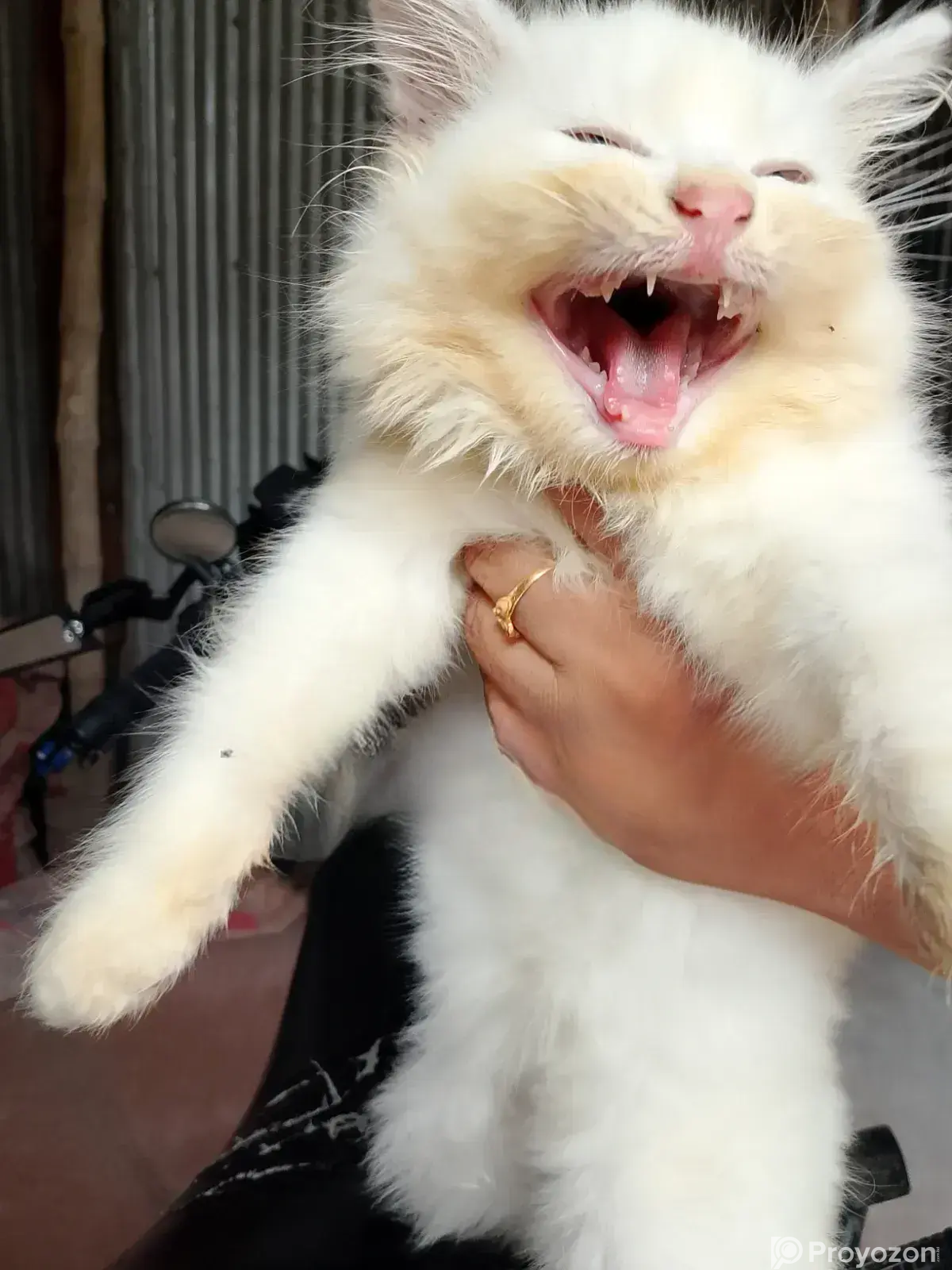 1-3 Months Male Purebred Persian