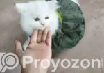 1-3 Months Female Purebred Persian