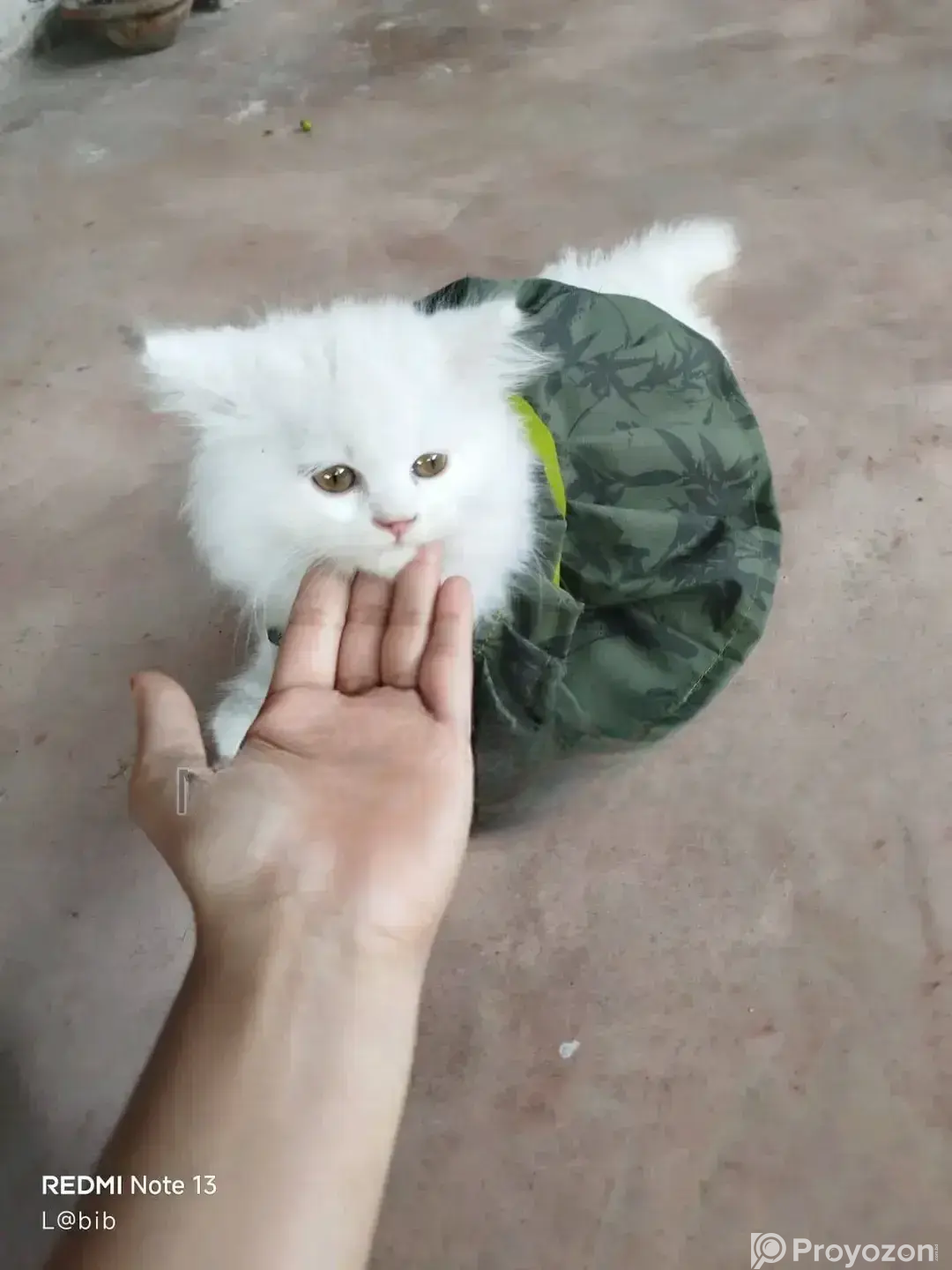 1-3 Months Female Purebred Persian