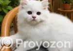 1-3 Months Female Purebred Persian