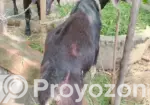 Ram Goat Cross Castrated Kid, 8 Months Old