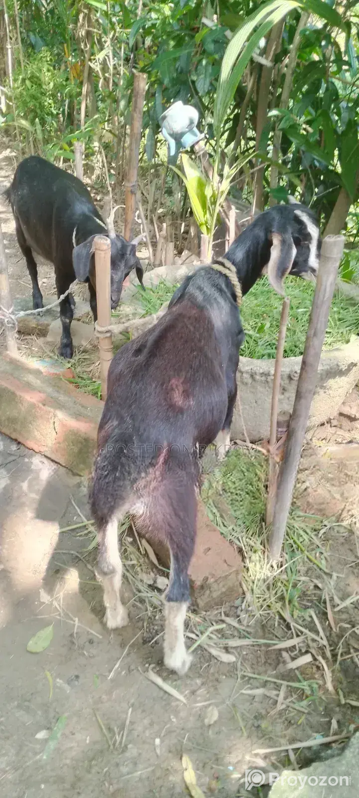 Ram Goat Cross Castrated Kid, 8 Months Old
