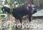 Ram Goat Cross Castrated Kid, 8 Months Old