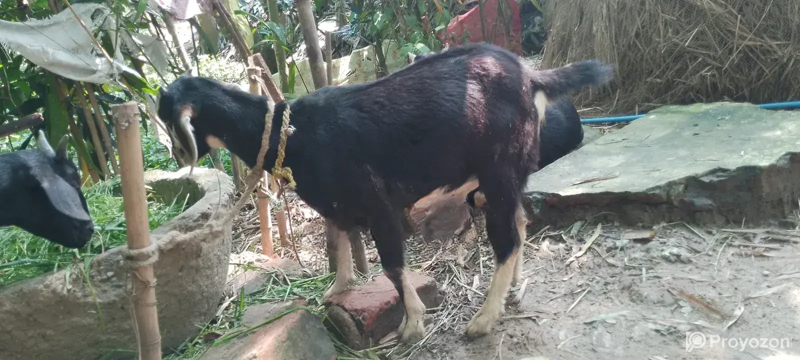 Ram Goat Cross Castrated Kid, 8 Months Old