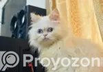 6-12 Months Male Mixed Breed Persian