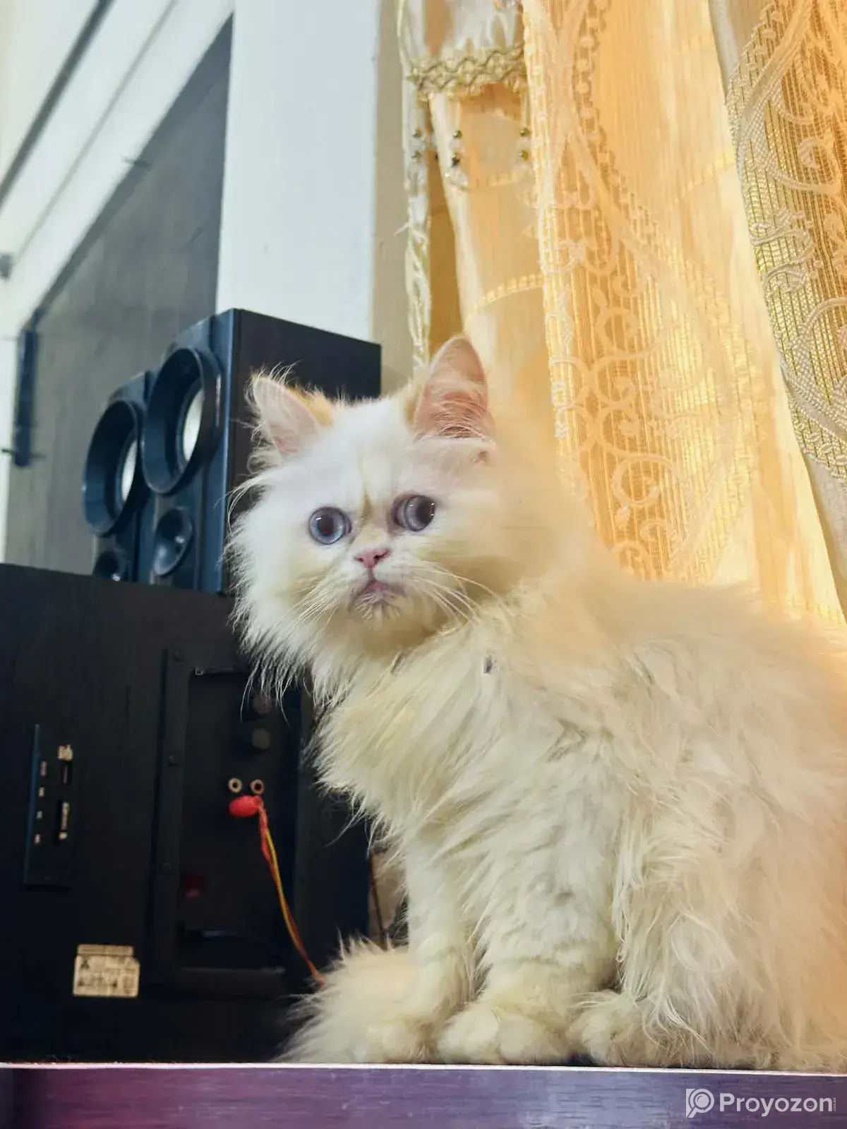 6-12 Months Male Mixed Breed Persian
