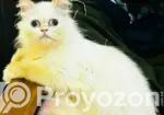 6-12 Months Male Mixed Breed Persian