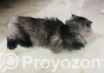 6-12 Months Male Purebred Persian