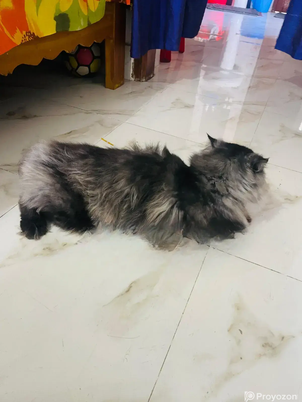 6-12 Months Male Purebred Persian