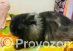 6-12 Months Male Purebred Persian