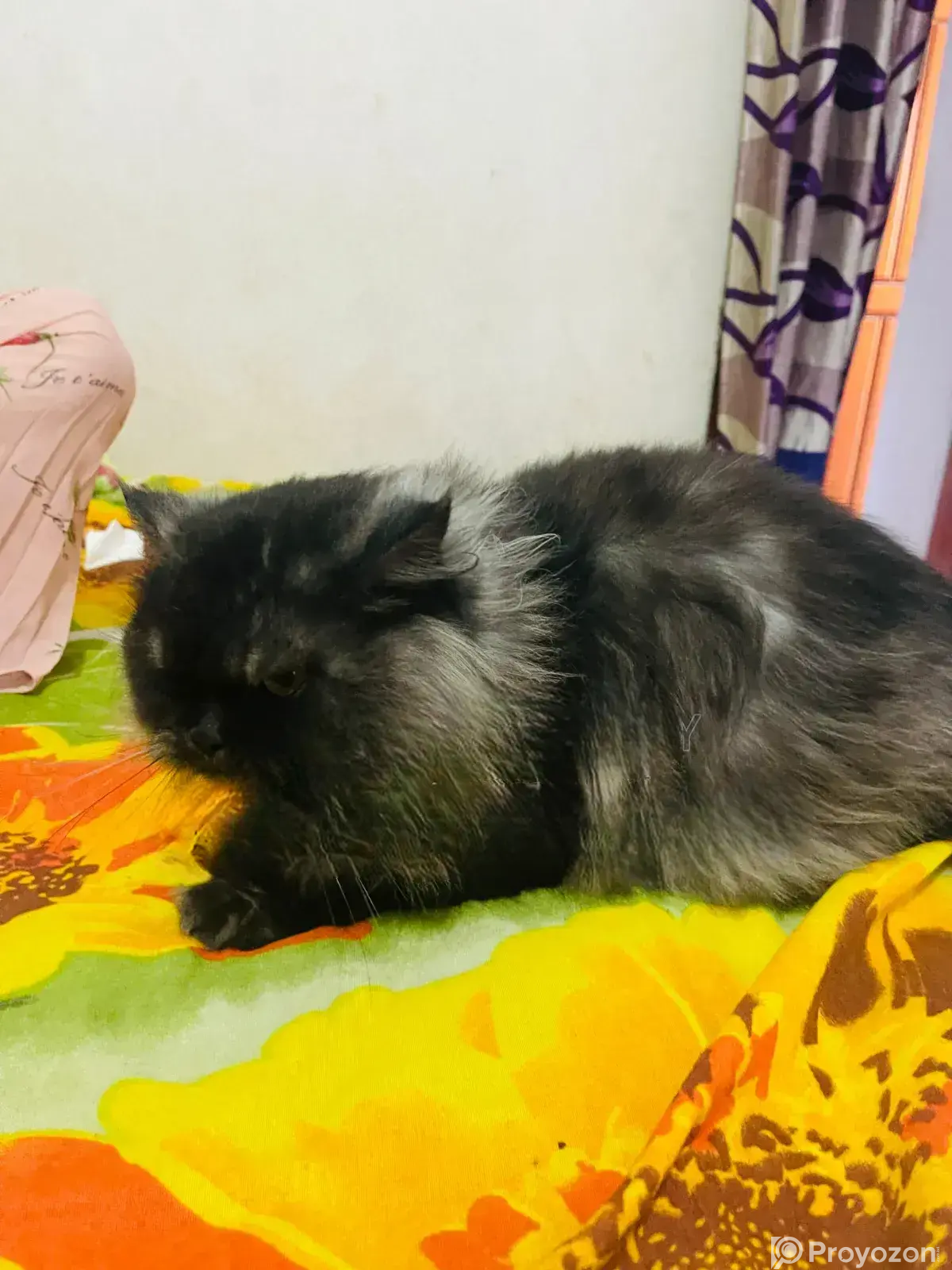 6-12 Months Male Purebred Persian