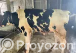 Naturally Raised Bull