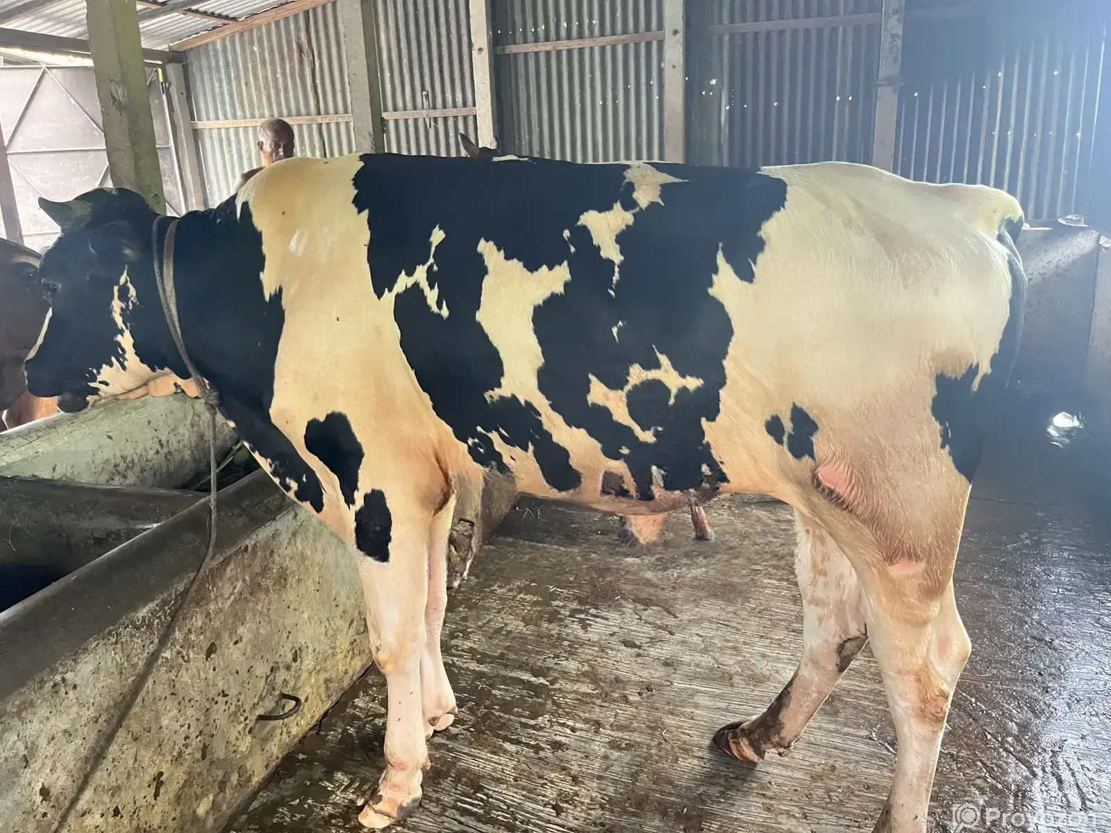 Naturally Raised Bull