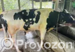 Naturally Raised Bull