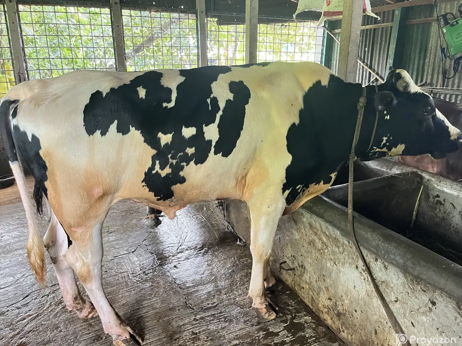 Naturally Raised Bull