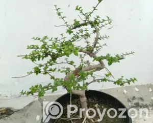 4135834_MTYwMC0xMjAwLTQ5YzIwMTU1Y2U_2026-05-20_12-05-46
