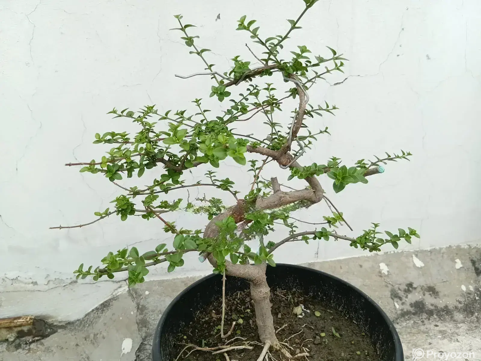 Bonsai- Premna
