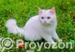 6-12 Months Female Purebred Persian