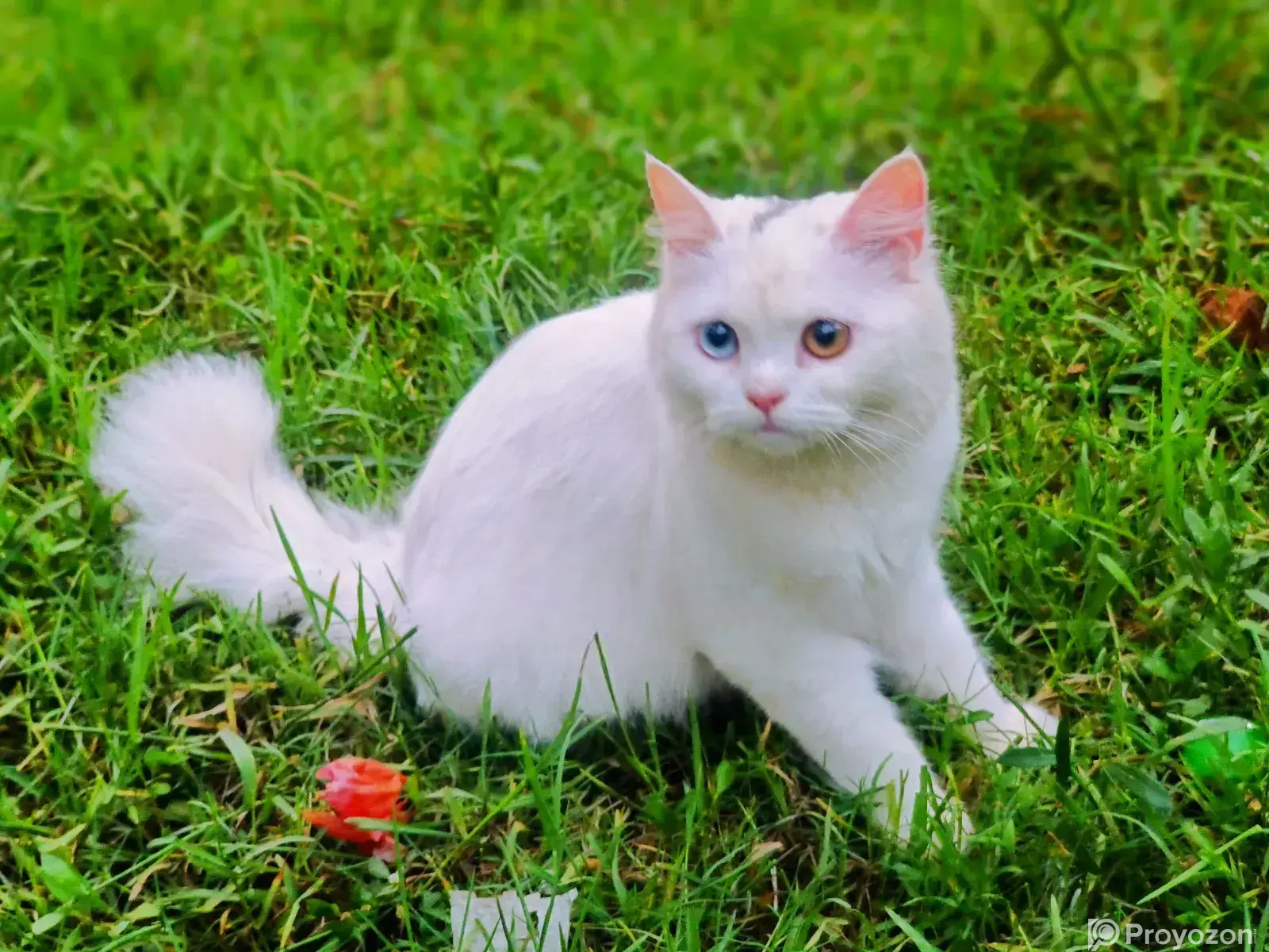 6-12 Months Female Purebred Persian