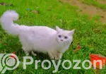6-12 Months Female Purebred Persian