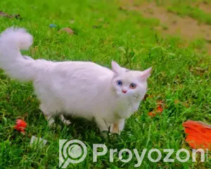 4152568_MTYwMC0xMjAwLTlkYzhlZGY5Mzg_2026-05-20_14-12-03