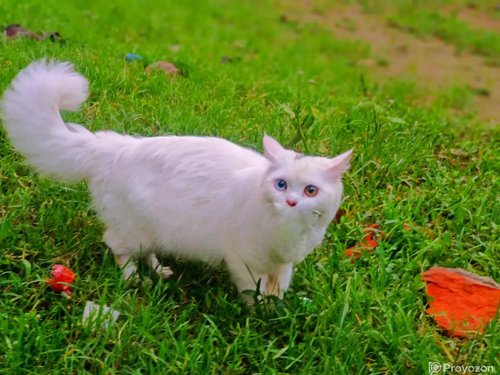 6-12 Months Female Purebred Persian
