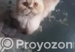 1+ Year Male Purebred Persian