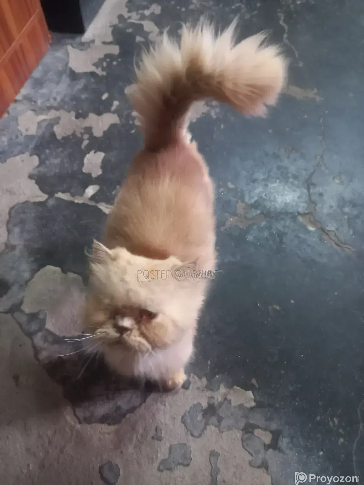 1+ Year Male Purebred Persian