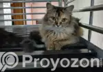 1+ Year Female Purebred Persian Cat