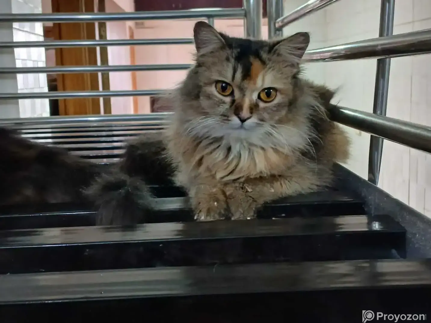 1+ Year Female Purebred Persian Cat