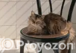 1+ Year Female Purebred Persian Cat