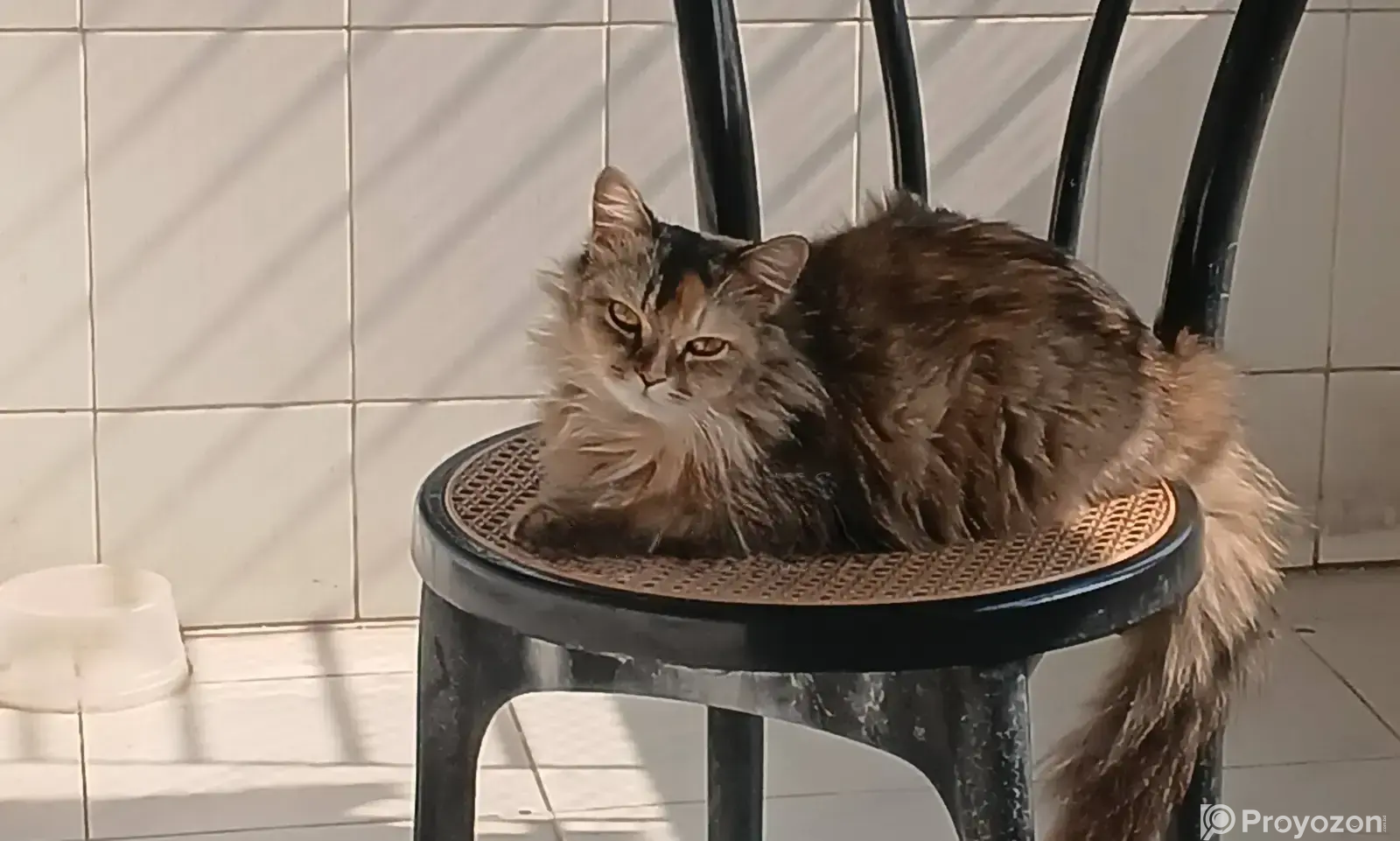 1+ Year Female Purebred Persian Cat