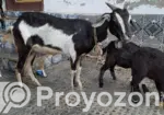 1 goat with 2 kids for sale.
