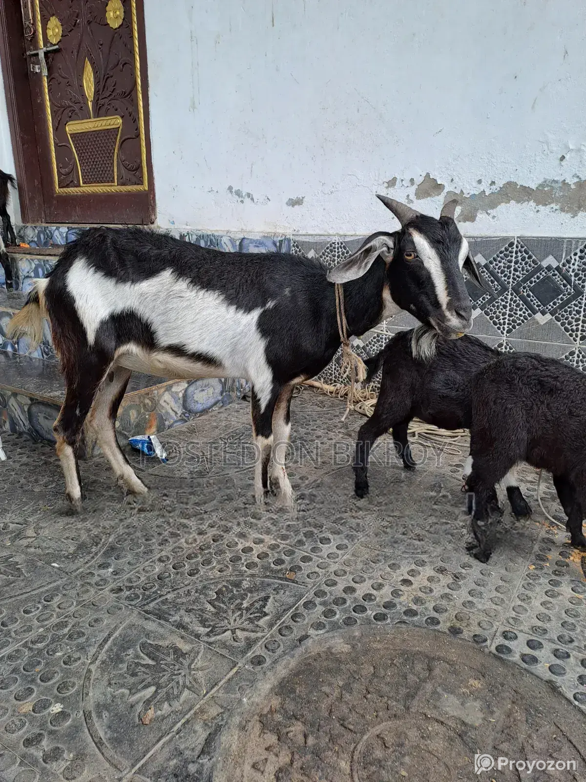 1 goat with 2 kids for sale.