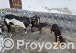 1 goat with 2 kids for sale.