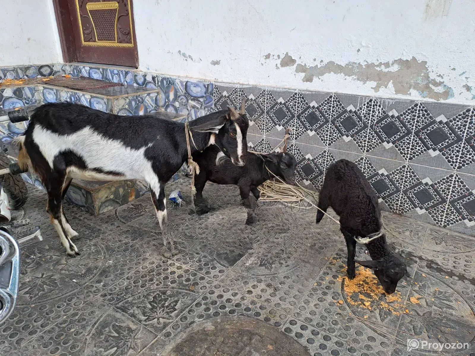 1 goat with 2 kids for sale.
