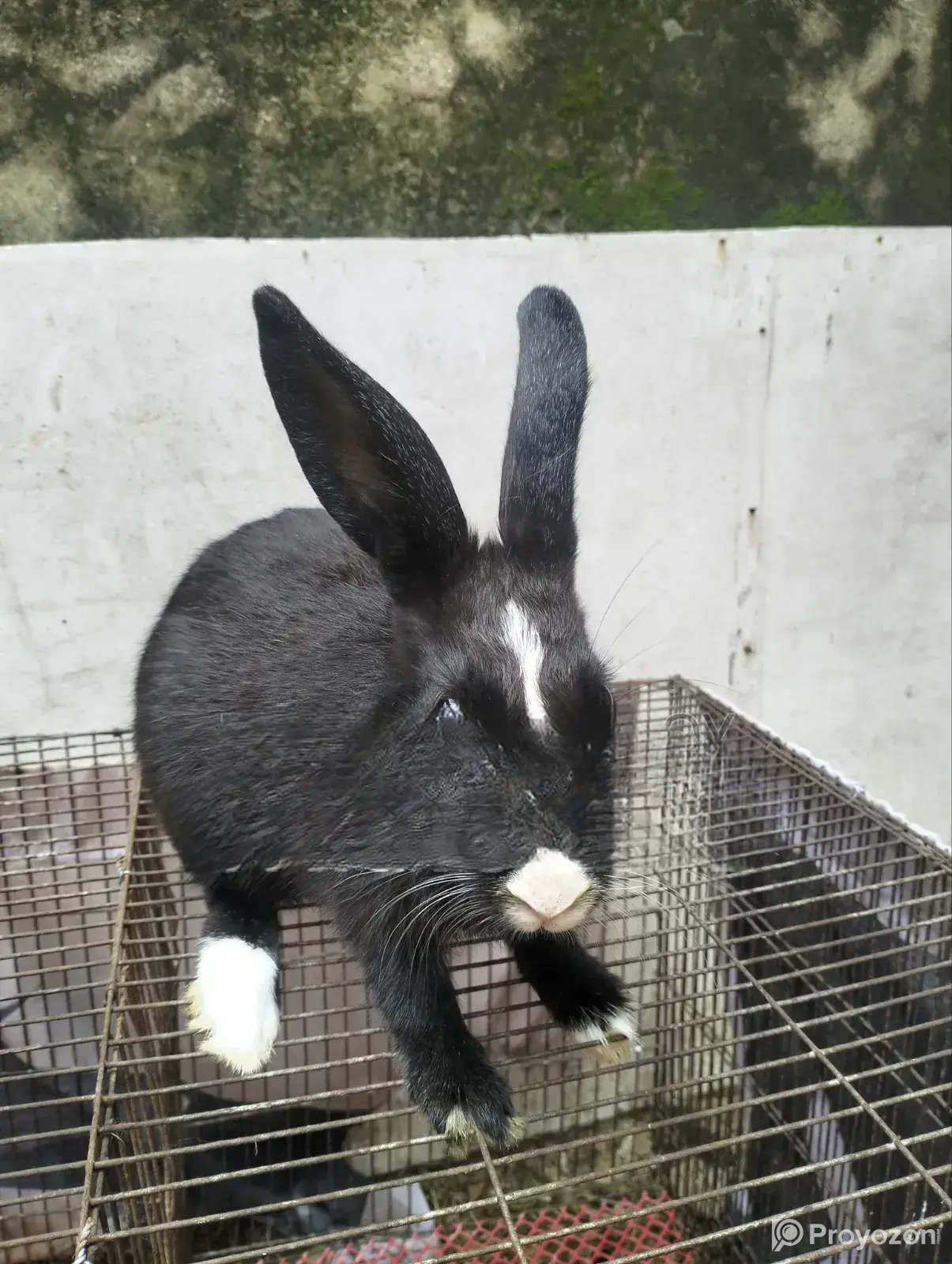 Male Female