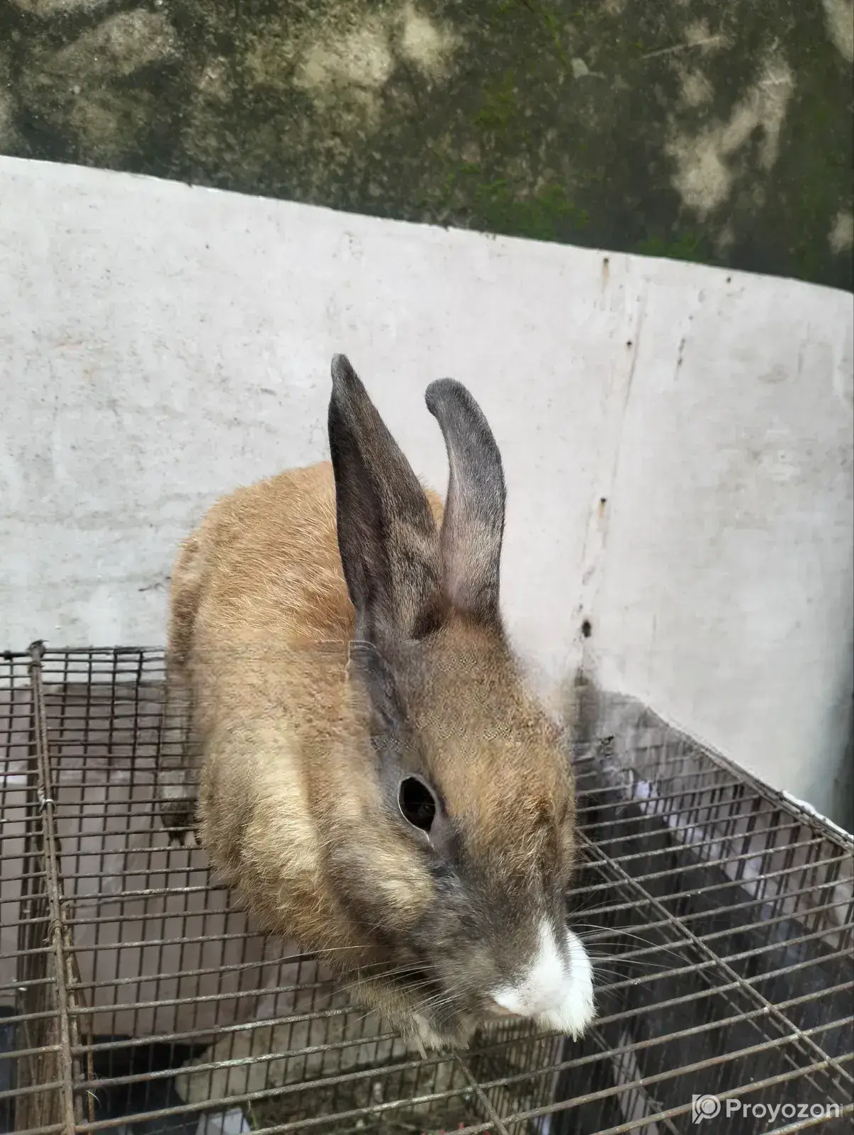 Male Female