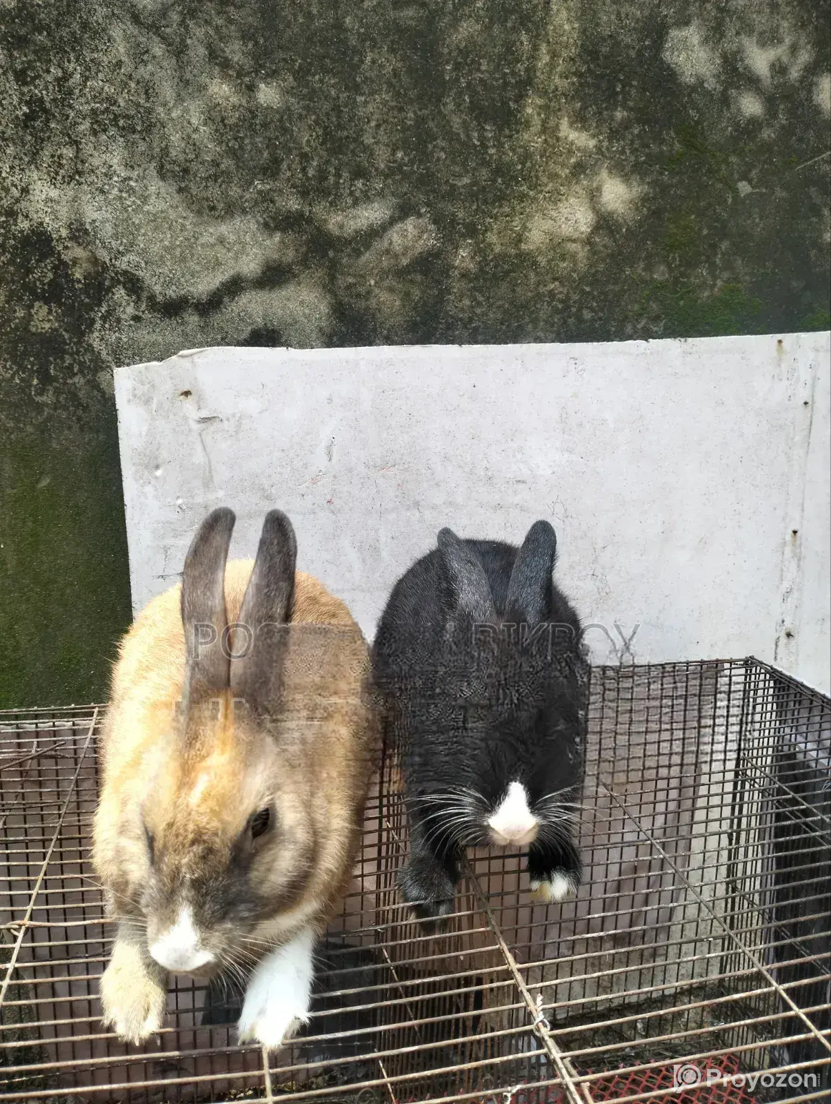 Male Female