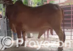 Sahiwal Bull