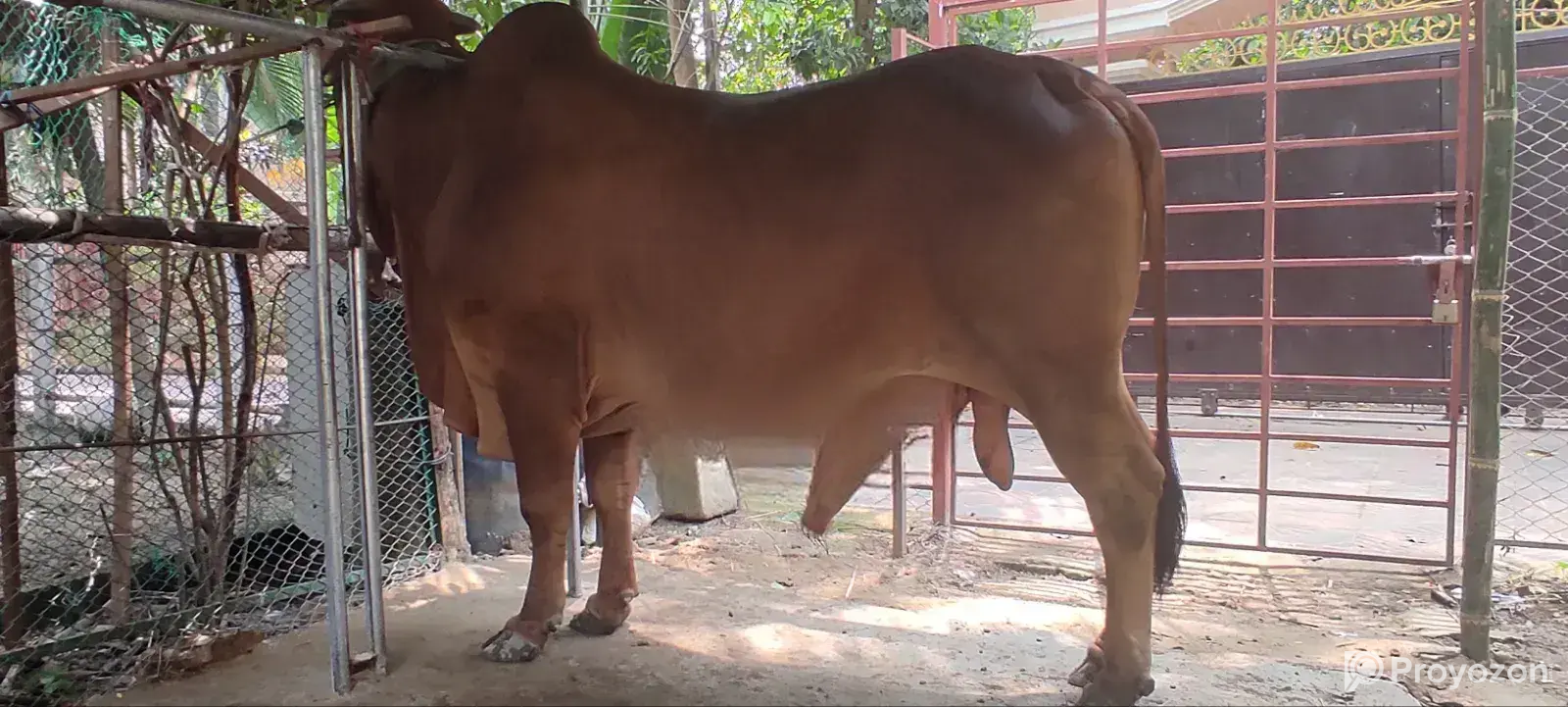 Sahiwal Bull