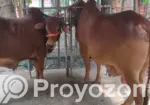 Sahiwal Bull