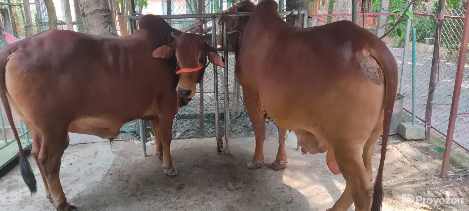 Sahiwal Bull